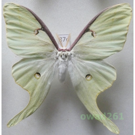 Actias luna (Linnaeus, 1758) male ex. ovo Canada 92mm87d